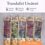 Pachet Promoțional 5 Trandafiri Urcători