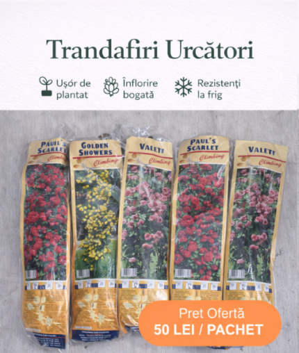 Pachet Promoțional 5 Trandafiri Urcători