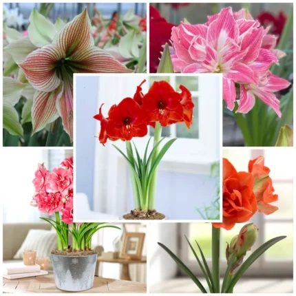 Pachet Promotional 5 bulbi Amarilis Mix