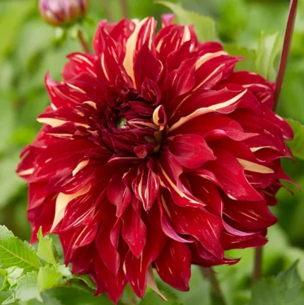 Bulbi Dalii (Gheorghine) 1 bucata Bohemian Spartacus