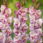 Bulbi Gladiole 1 bucata Smokey
