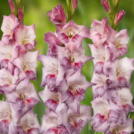 Bulbi Gladiole 1 bucata Smokey