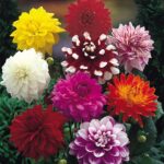 Bulbi Dalii (Gheorghine 1 bucata Decorative Mixed