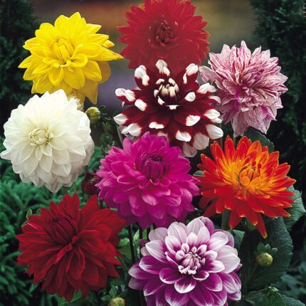 Bulbi Dalii (Gheorghine 1 bucata Decorative Mixed