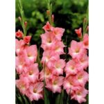 Bulbi Gladiole 1 bucata Julio