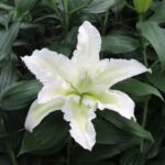 Bulbi de crini cu flaorea dubla 1 bucata Empress Zanloremp (Parfumat)