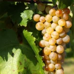 Vita de Vie Furmint