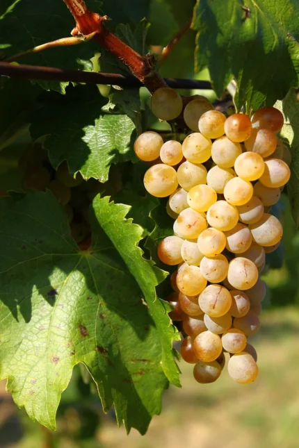 Vita de Vie Furmint