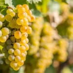 Vita de Vie Riesling Italian