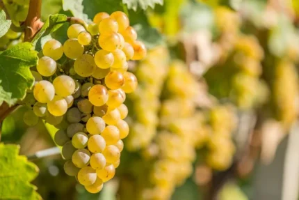 Vita de Vie Riesling Italian