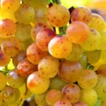 Vita de vie – Tamaioasa Romaneasca