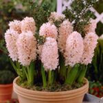 Bulbi Zambile 1 bucata - China Pink 16/+