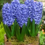 Bulbi Zambile 1 bucata - Delf Blue 17/+