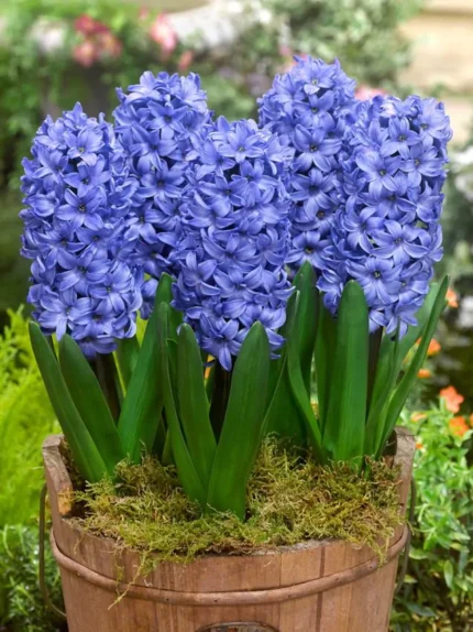 Bulbi Zambile 1 bucata - Delf Blue 17/+