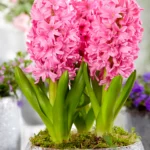 Bulbi de Zambile Pink Pearl 18/+