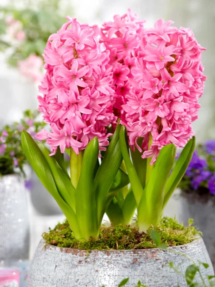 Bulbi de Zambile Pink Pearl 19/+