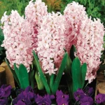 Bulbi Zambile 1 bucata Pink Surprise 17/+