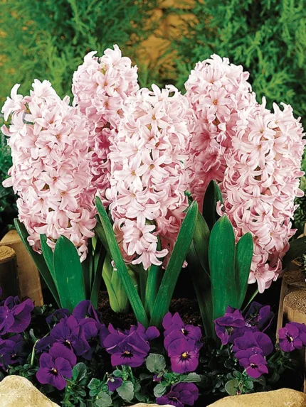 Bulbi Zambile 1 bucata Pink Surprise 17/+