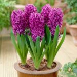 Bulbi de Zambile Purple Sensation 17/+