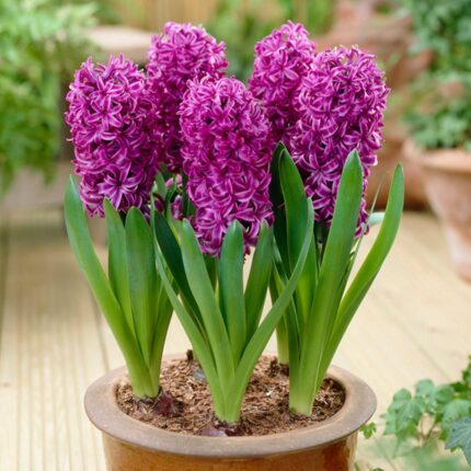 Bulbi de Zambile Purple Sensation 17/+