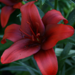 Bulbi Crini Rosu Rapid Red