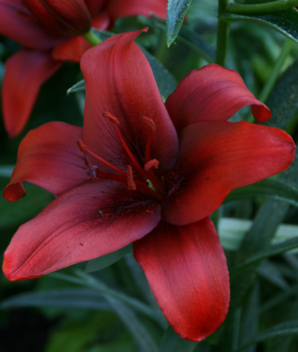 Bulbi Crini Rosu Rapid Red
