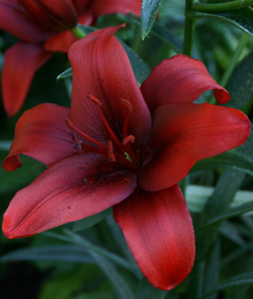 Bulbi Crini Rosu Rapid Red