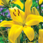 Bulbi Crini Galbeni Rapid Yellow