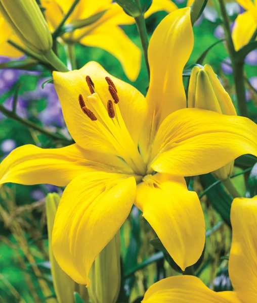 Bulbi Crini Galbeni Rapid Yellow