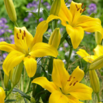 Bulbi Crini Galbeni Yellow County