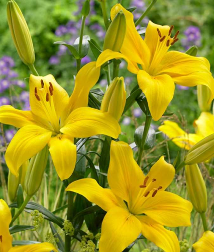 Bulbi Crini Galbeni Yellow County