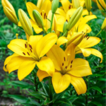 Bulbi Crini Galbeni Yellow Power