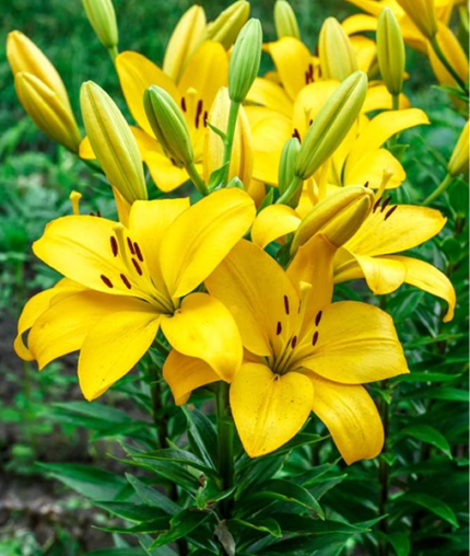 Bulbi Crini Galbeni Yellow Power