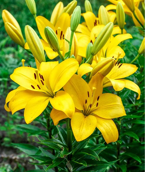 Bulbi Crini Galbeni Yellow Power