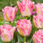 Bulbi Lalele 1 bucata - Pink Delight