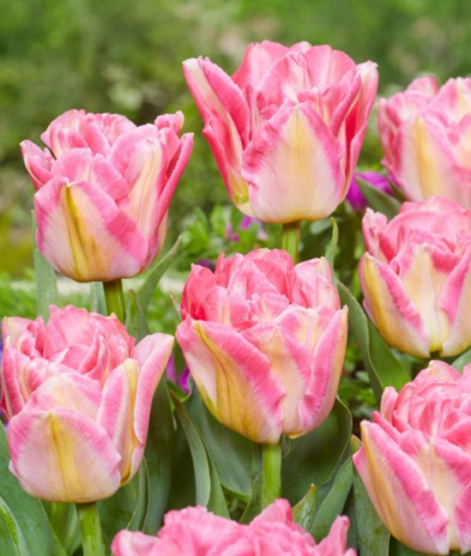 Bulbi Lalele 1 bucata - Pink Delight