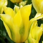 Bulbi Lalele 1 bucata - Yellow Spring Green