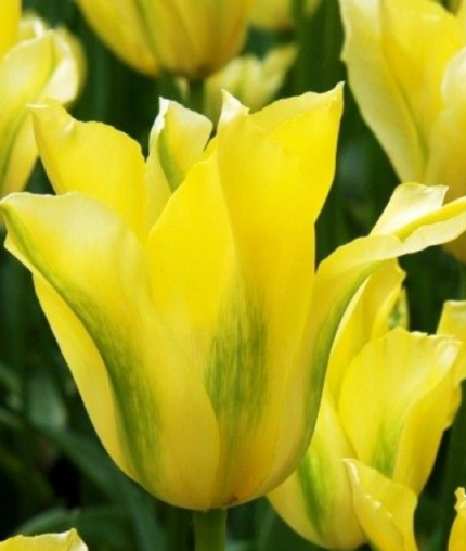 Bulbi Lalele 1 bucata - Yellow Spring Green