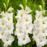 Bulbi Gladiole 1 bucata Amsterdam