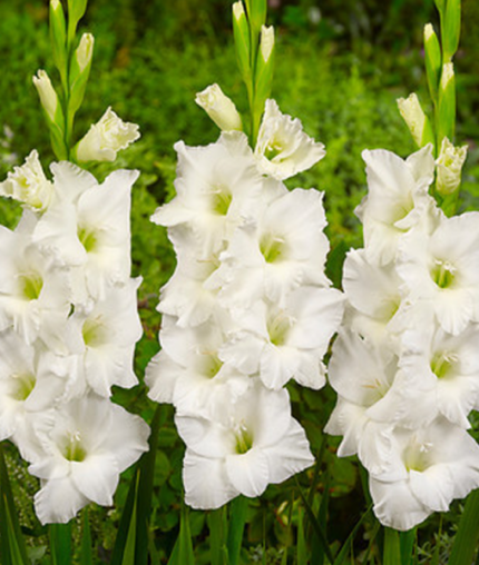Bulbi Gladiole 1 bucata Amsterdam