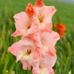 Bulbi Gladiole 1 bucata Ben Venuto