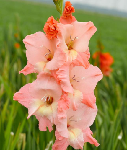 Bulbi Gladiole 1 bucata Ben Venuto