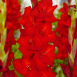 Bulbi Gladiole 1 bucata Hunting Song