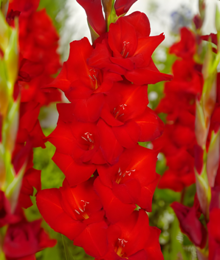 Bulbi Gladiole 1 bucata Hunting Song