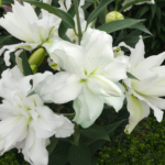 Bulbi Crini dublii 1 bucata - Lotus Beuty (Parfumat)
