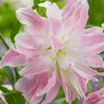 Bulbi Crini dublii 1 bucata Lotus Elegance (Parfumat)
