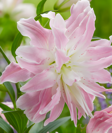 Bulbi Crini dublii 1 bucata Lotus Elegance (Parfumat)