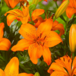 Bulbi Crini 1 bucata - Orange Summer