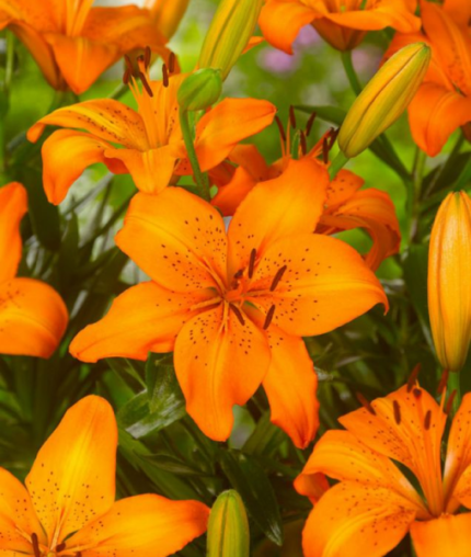 Bulbi Crini 1 bucata - Orange Summer