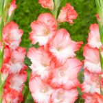 Bulbi Gladiole 1 bucata Pink Lady